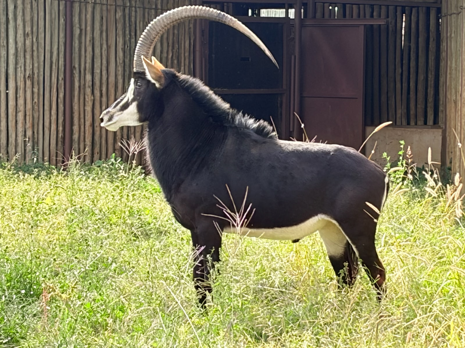 46 6/8" Sable bull